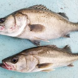 アマテラス 釣果