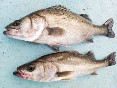 アマテラス 釣果