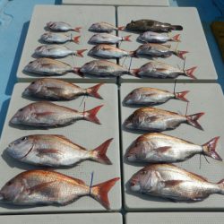 きずなまりん 釣果