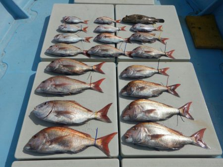 きずなまりん 釣果