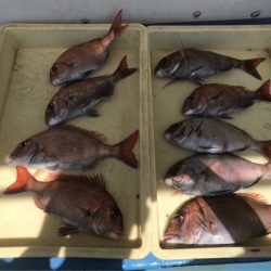 ヤザワ渡船 釣果