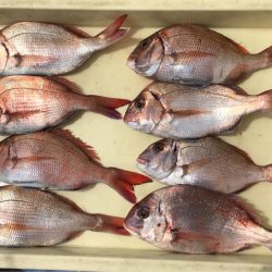 ヤザワ渡船 釣果