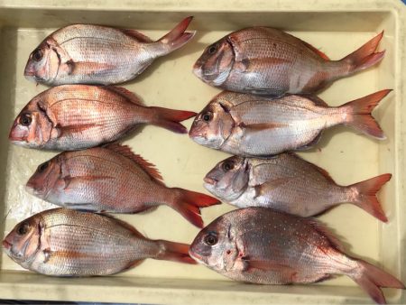 ヤザワ渡船 釣果