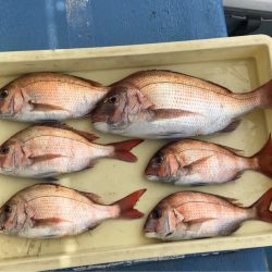 ヤザワ渡船 釣果