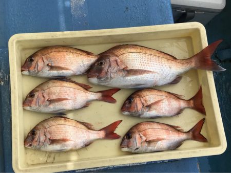 ヤザワ渡船 釣果