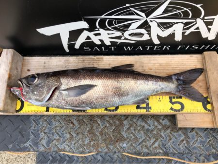 ＴＡＲＯＭＡＲＵ 釣果