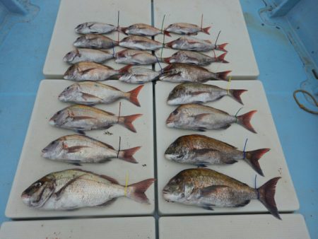 きずなまりん 釣果