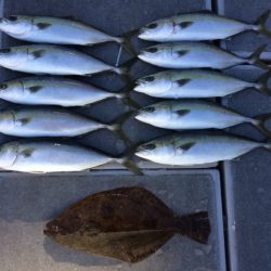 SeaRide(シーライド) 釣果