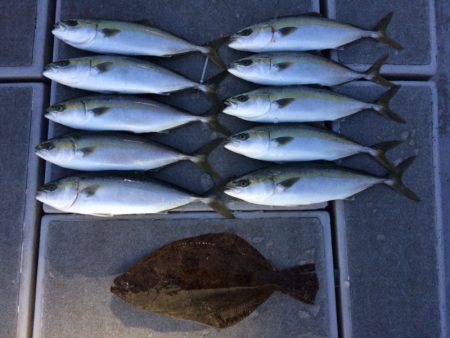 SeaRide(シーライド) 釣果