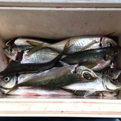 第二八坂丸 釣果