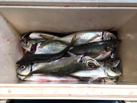 第二八坂丸 釣果