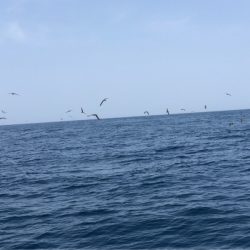 あみや渡船 JIGBOY 釣果