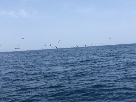 あみや渡船 JIGBOY 釣果