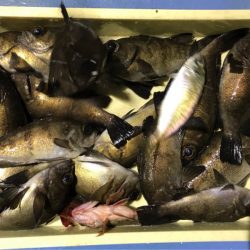 ヤザワ渡船 釣果