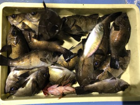 ヤザワ渡船 釣果