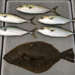 SeaRide(シーライド) 釣果