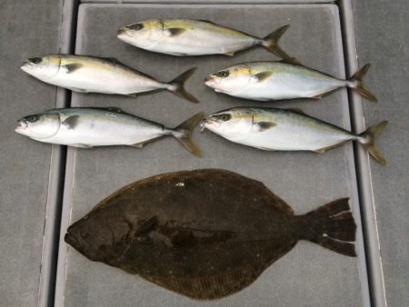 SeaRide(シーライド) 釣果