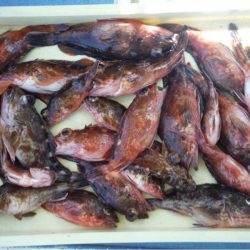 ヤザワ渡船 釣果