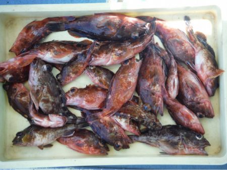 ヤザワ渡船 釣果