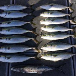 SeaRide(シーライド) 釣果