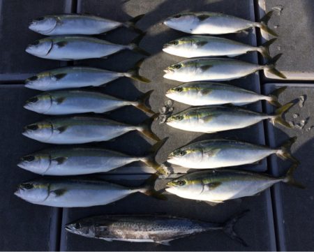 SeaRide(シーライド) 釣果