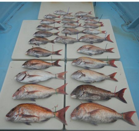 きずなまりん 釣果