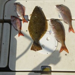 マリンガイド福丸 釣果