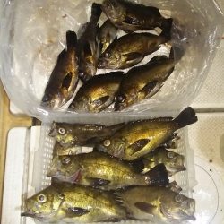 マリンガイド福丸 釣果