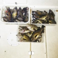 マリンガイド福丸 釣果