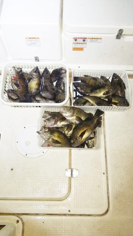 マリンガイド福丸 釣果