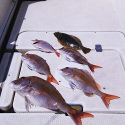 マリンガイド福丸 釣果