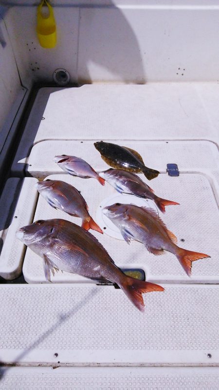 マリンガイド福丸 釣果