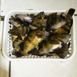 マリンガイド福丸 釣果