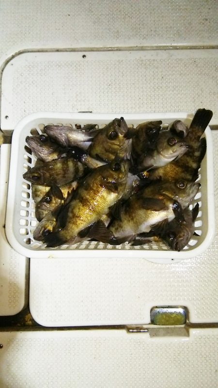 マリンガイド福丸 釣果