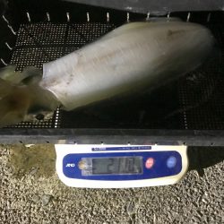 South Current 釣果