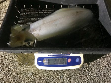 South Current 釣果