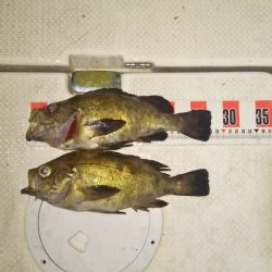 マリンガイド福丸 釣果