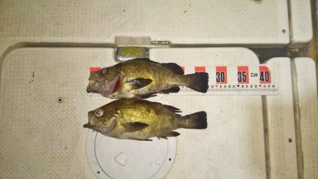 マリンガイド福丸 釣果