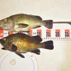 マリンガイド福丸 釣果