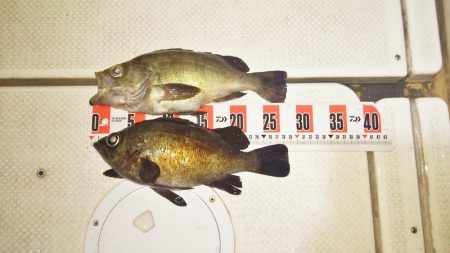 マリンガイド福丸 釣果