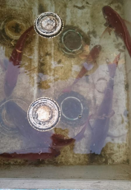 シースナイパー海龍 釣果