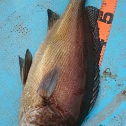 シースナイパー海龍 釣果