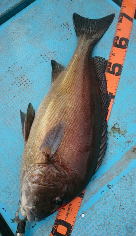 シースナイパー海龍 釣果