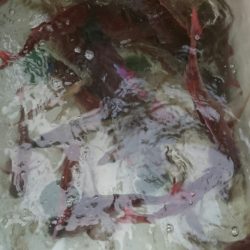 シースナイパー海龍 釣果