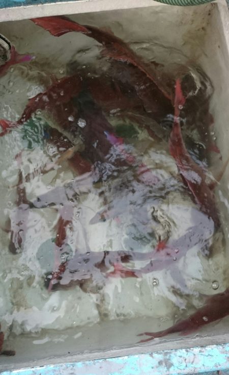 シースナイパー海龍 釣果