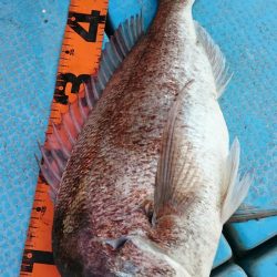 シースナイパー海龍 釣果