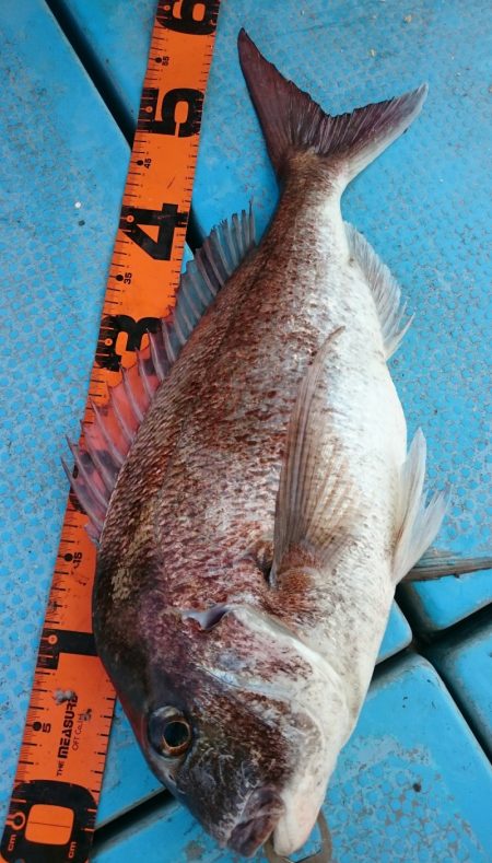 シースナイパー海龍 釣果