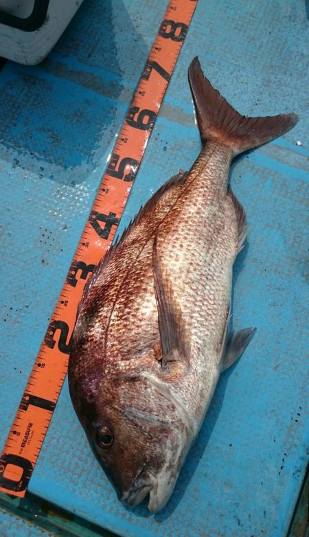 シースナイパー海龍 釣果