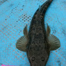 シースナイパー海龍 釣果