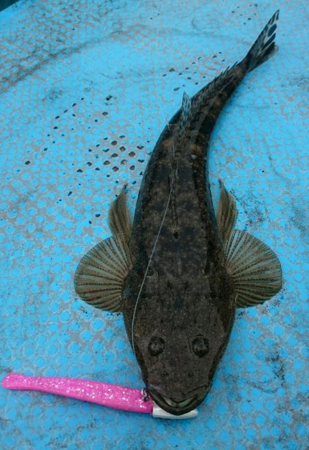 シースナイパー海龍 釣果